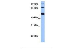 Image no. 1 for anti-WD Repeat Domain 49 (WDR49) (AA 101-150) antibody (ABIN6739406) (WDR49 抗体  (AA 101-150))