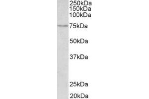 Image no. 1 for anti-Solute Carrier Family 6 (Neurotransmitter Transporter, serotonin), Member 4 (SLC6A4) (AA 605-618) antibody (ABIN1104354) (SLC6A4 抗体  (AA 605-618))
