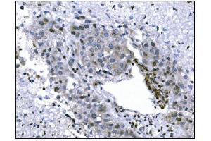IHC analysis of KMT1B/SUV39H2 using anti-KMT1B/SUV39H2 antibody (ABIN7602135). (SUV39H2 抗体  (AA 6-410))