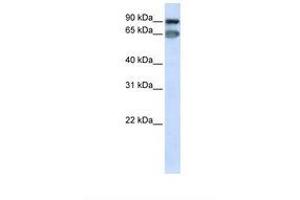 Image no. 1 for anti-Mediator Complex Subunit 16 (MED16) (AA 686-735) antibody (ABIN6739061) (MED16 抗体  (AA 686-735))