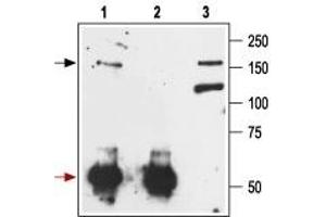 Immunoprecipitation of rat brain lysate: - 1. (Metabotropic Glutamate Receptor 1 抗体  (Extracellular))