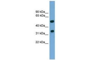 Image no. 1 for anti-Forkhead Box A3 (FOXA3) (C-Term) antibody (ABIN6744530) (FOXA3 抗体  (C-Term))