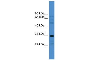 WB Suggested Anti-GJC3 Antibody Titration:  0. (GJC3 抗体  (Middle Region))