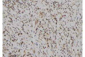ABIN6272627 at 1/100 staining Human gastric tissue by IHC-P. (LILRB5 抗体  (Internal Region))