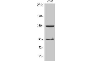 Western Blotting (WB) image for anti-gamma-aminobutyric Acid (GABA) B Receptor, 1 (GABBR1) (C-Term) antibody (ABIN3184723) (GABBR1 抗体  (C-Term))