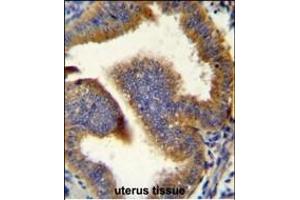 CCNB1 Antibody (C-term) (ABIN655054 and ABIN2844683) immunohistochemistry analysis in formalin fixed and paraffin embedded human uterus tissue followed by peroxidase conjugation of the secondary antibody and DAB staining. (Cyclin B1 抗体  (C-Term))