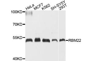 Western blot analysis of extracts of various cell lines, using RBM22 antibody (ABIN4904968) at 1:1000 dilution. (RBM22 抗体)
