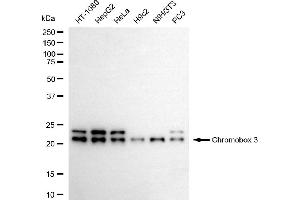 Western blotting analysis using chromobox 3 antibody (ABIN7798064). (CBX3 抗体)