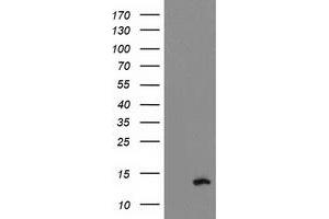 Western Blotting (WB) image for anti-phosphodiesterase 6G, CGMP-Specific, Rod, gamma (PDE6G) antibody (ABIN1500096) (PDE6G 抗体)