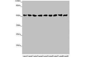 Western blot All lanes: SAMM50 antibody at 0. (SAMM5 (AA 1-220) 抗体)