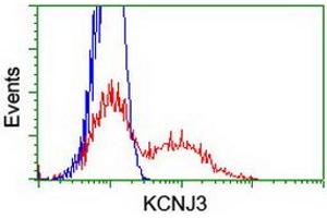 HEK293T cells transfected with either RC205322 overexpress plasmid (Red) or empty vector control plasmid (Blue) were immunostained by anti-KCNJ3 antibody (ABIN2455496), and then analyzed by flow cytometry. (KCNJ3 抗体  (AA 279-501))