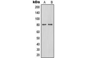 Western blot analysis of TAU (pS262) expression in A549 (A), SP2/0 (B) whole cell lysates. (tau 抗体  (C-Term, pSer262))