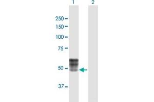 Western Blot analysis of ISLR expression in transfected 293T cell line by ISLR MaxPab polyclonal antibody. (ISLR 抗体  (AA 1-428))