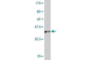 Western Blot detection against Immunogen (37 KDa) . (IDO1 抗体  (AA 304-403))