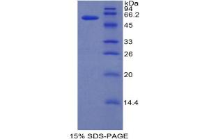 SDS-PAGE analysis of Mouse IRF1 Protein. (IRF1 蛋白)