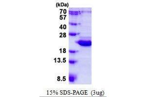 Figure annotation denotes ug of protein loaded and % gel used. (BCL2L10 蛋白)