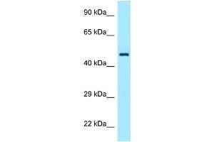 TEAD1 抗体  (C-Term)