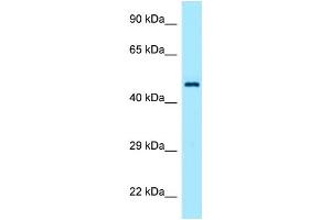 Host: Rabbit Target Name: TEAD1 Antibody Dilution: 1. (TEAD1 抗体  (C-Term))