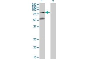Western Blot analysis of BBS2 expression in transfected 293T cell line by BBS2 MaxPab polyclonal antibody. (BBS2 抗体  (AA 1-721))