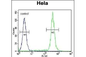 TBX6 Antibody (Center ) (ABIN655621 and ABIN2845101) flow cytometric analysis of Hela cells (right histogram) compared to a negative control cell (left histogram). (T-Box 6 抗体  (AA 143-172))