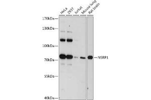 Western blot analysis of extracts of various cell lines, using NSRP1 antibody (ABIN7269025) at 1:1000 dilution.