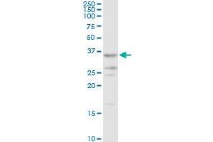 AKR7A2 MaxPab rabbit polyclonal antibody. (AKR7A2 抗体  (AA 1-330))