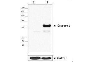Western Blotting (WB) image for anti-Caspase 1 (CASP1) antibody (ABIN2664091) (Caspase 1 抗体)