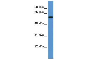 Western Blotting (WB) image for anti-Fc Receptor, IgA, IgM, High Affinity (FCAMR) (C-Term) antibody (ABIN2788496)