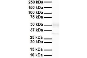 WB Suggested Anti-Zfp36l1 antibody Titration: 1 ug/mL Sample Type: Human heart (ZFP36L1 抗体  (C-Term))