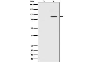 Western Blotting (WB) image for anti-Signal Transducer and Activator of Transcription 3 (Acute-Phase Response Factor) (STAT3) antibody (ABIN7606758)