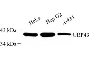Western blot analysis of ubp43 (ABIN7076108) at dilution of 1: 1000 (USP18 抗体)
