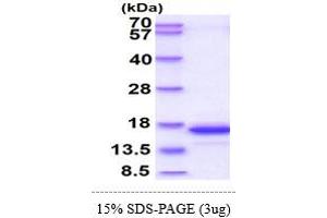 SDS-PAGE (SDS) image for Glutaredoxin 2 (GRX2) (AA 20-164) protein (His tag) (ABIN666919) (Glutaredoxin 2 Protein (GRX2) (AA 20-164) (His tag))