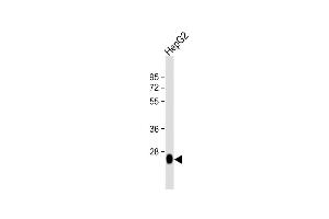 Anti-DHRS2 Antibody (C-term) at 1:16000 dilution + HepG2 whole cell lysate Lysates/proteins at 20 μg per lane. (DHRS2 抗体  (C-Term))