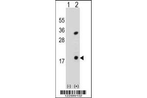 Western blot analysis of PLA2G1B using rabbit polyclonal PLA2G1B Antibody using 293 cell lysates (2 ug/lane) either nontransfected (Lane 1) or transiently transfected (Lane 2) with the PLA2G1B gene. (PLA2G1B 抗体  (C-Term))