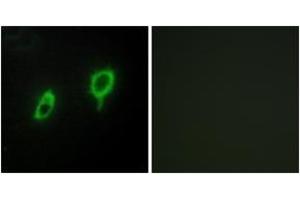 Immunofluorescence analysis of COS7 cells, using 14-3-3 gamma Antibody. (14-3-3 gamma 抗体  (AA 51-100))