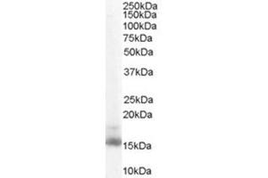 Image no. 1 for anti-Retinol Binding Protein 1, Cellular (RBP1) (C-Term) antibody (ABIN374530) (RBP1 抗体  (C-Term))