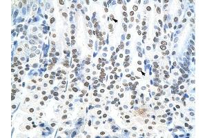 RNF6 antibody was used for immunohistochemistry at a concentration of 4-8 ug/ml to stain Epithelial cells of intestinal villus (arrows) in Mouse Intestine. (RNF6 抗体  (N-Term))
