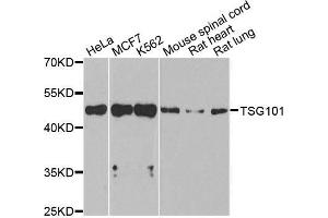 Western blot analysis of extracts of various cell lines, using TSG101 antibody (ABIN5999112) at 1/1000 dilution. (TSG101 抗体)