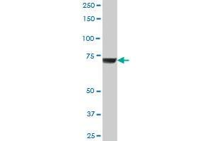 GBE1 MaxPab polyclonal antibody. (GBE1 抗体  (AA 1-702))