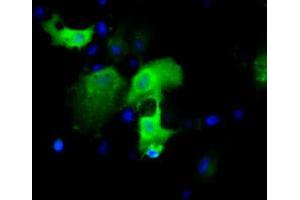 Anti-IGBP1 mouse monoclonal antibody (ABIN2453823) immunofluorescent staining of COS7 cells transiently transfected by pCMV6-ENTRY IGBP1 (RC200387). (IGBP1 抗体)
