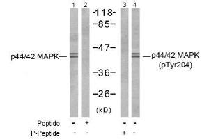 Image no. 2 for anti-Mitogen-Activated Protein Kinase 1/3 (MAPK1/3) (pThr187), (pTyr204) antibody (ABIN197000) (ERK1/2 抗体  (pThr187, pTyr204))
