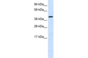 Western Blotting (WB) image for anti-Family with Sequence Similarity 172, Member A (Fam172a) antibody (ABIN2461567) (Fam172a 抗体)