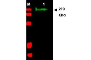 Western blot using SLIT2 polyclonal antibody  shows detection of a band at ~165 KDa (Lane 1) corresponding to SLIT2 present in a chicken spinal cord whole cell lysate (arrowhead). (SLIT2 抗体  (AA 484-500))