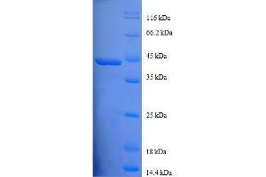 SDS-PAGE (SDS) image for Profilin 1 (PFN1) (AA 2-140), (full length) protein (GST tag) (ABIN7479312)