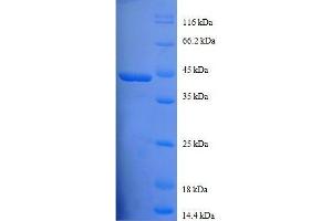 Profilin 1 (PFN1) (AA 2-140), (full length) protein (GST tag) (PFN1 Protein (AA 2-140, full length) (GST tag))