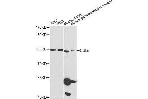 Western blot analysis of extracts of various cell lines, using CUL5 Antibody. (Cullin 5 抗体  (AA 1-300))