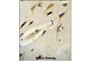 BEX1 Antibody (Center) (ABIN654656 and ABIN2844352) immunohistochemistry analysis in formalin fixed and paraffin embedded human brain tissue followed by peroxidase conjugation of the secondary antibody and DAB staining. (BEX1 抗体  (AA 63-90))