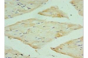 Immunohistochemistry of paraffin-embedded human skeletal muscle tissue using ABIN7167692 at dilution of 1:100 (RPA4 抗体  (AA 1-230))