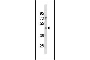 MTCH1 Antibody (Center) (ABIN1881558 and ABIN2843316) western blot analysis in 293 cell line lysates (35 μg/lane). (MTCH1 抗体  (AA 151-177))