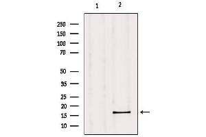 Western blot analysis of extracts from mouse muscle, using GPSM3 Antibody. (GPSM3 抗体  (C-Term))